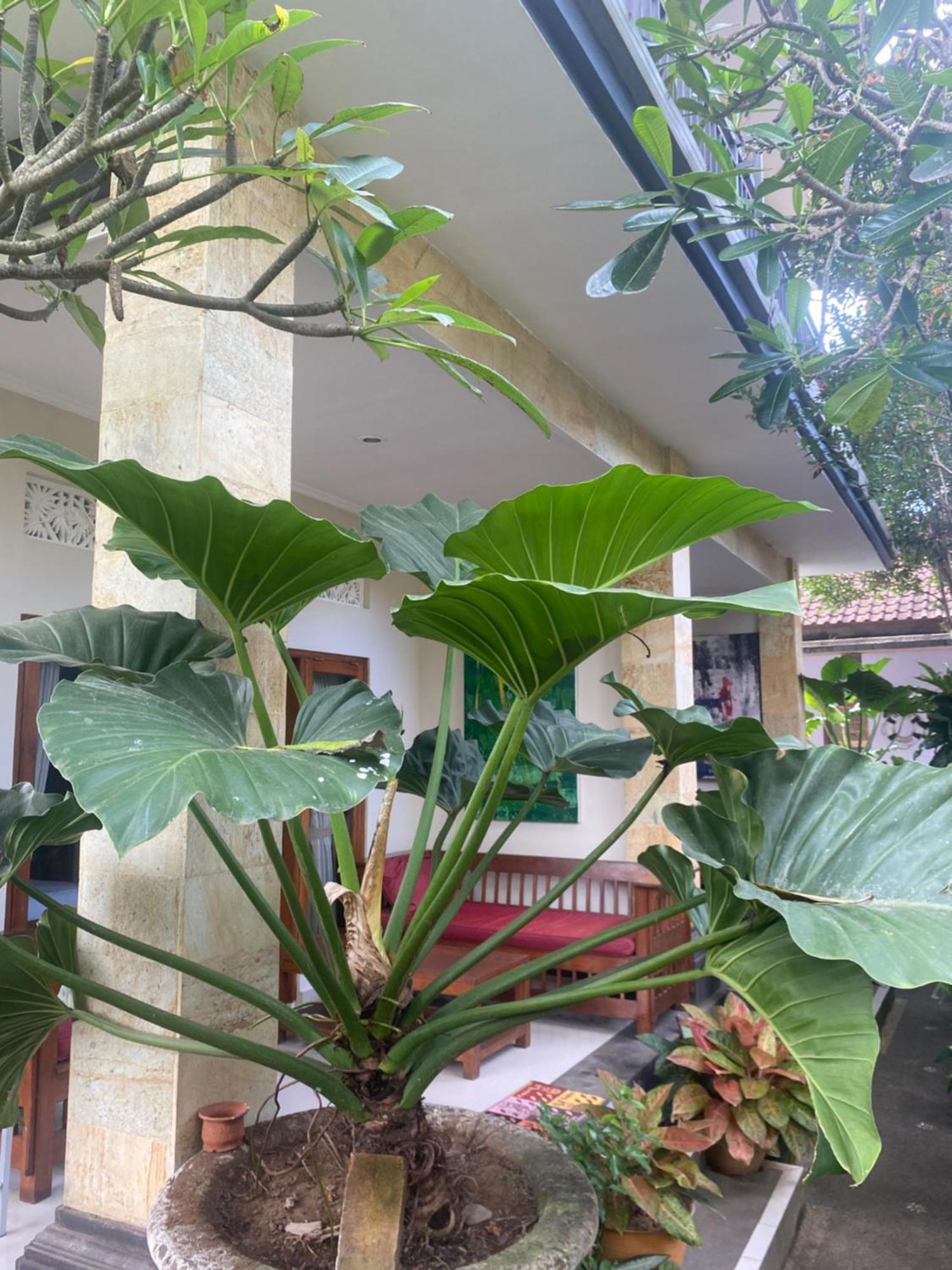 Gus Arditya Homestay Ubud  Exterior photo