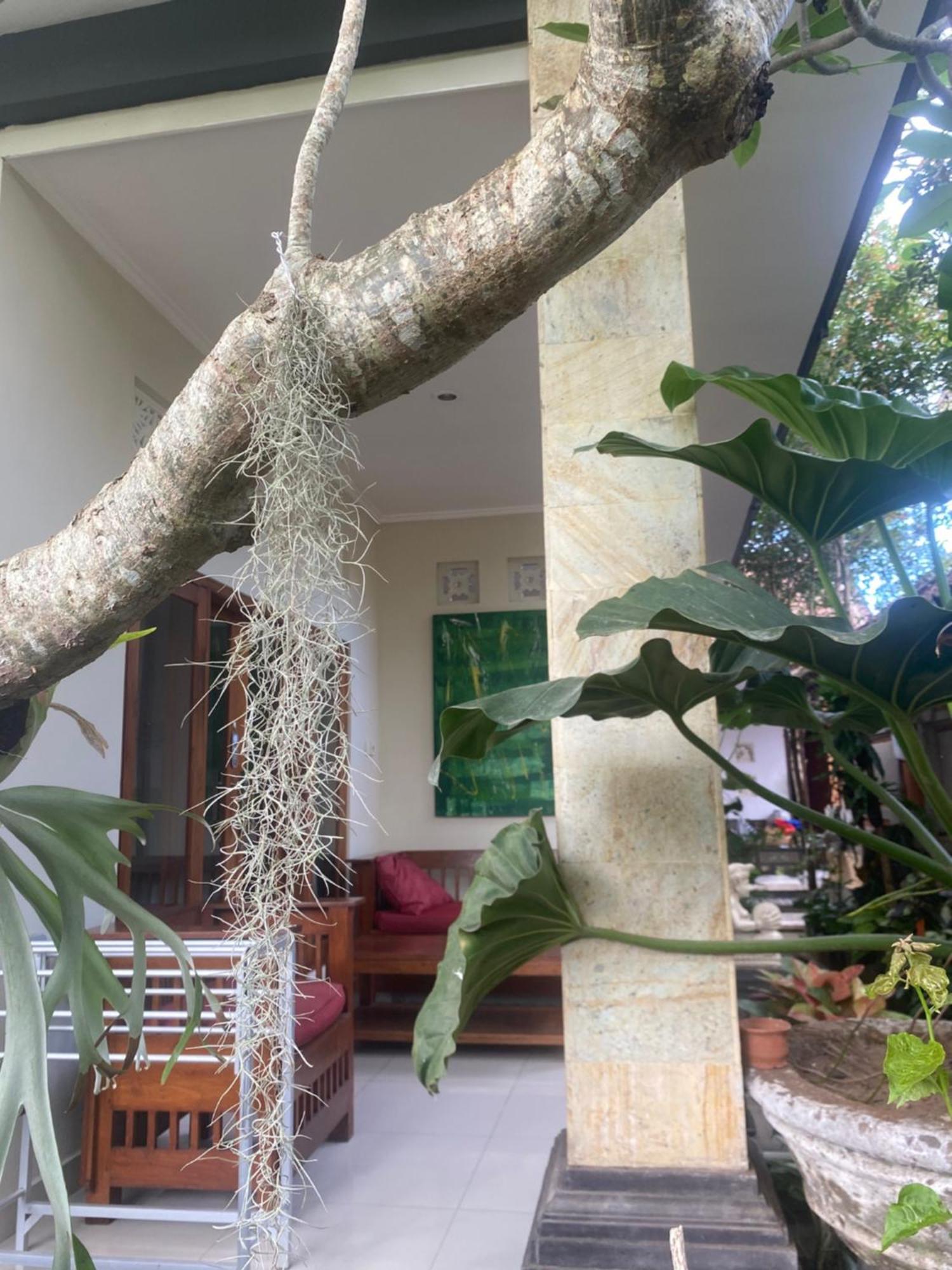 Gus Arditya Homestay Ubud  Exterior photo